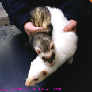 Ferret sexing - male (white) and female (polecat) ferret photos.
