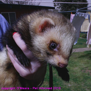 Ferret sexing pictures - a large male (hob or jack) ferret.