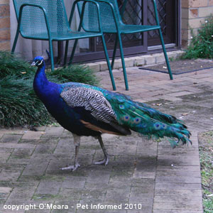 Sexing birds images - a young male peafowl or peacock.