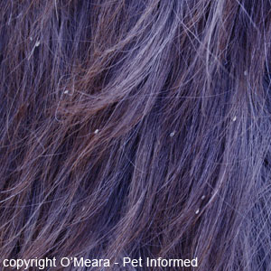 Pictures of lice - These are horse lice clinging to the horse's outer coat.