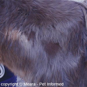 Horse louse pictures - Chronically damaged hair and skin can change colour and the hairs may grow back paler or darker in shade.