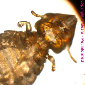 Lice photo - This is a pic of Felicola, the biting louse of the cat (feline louse), taken from beneath the insect's body.