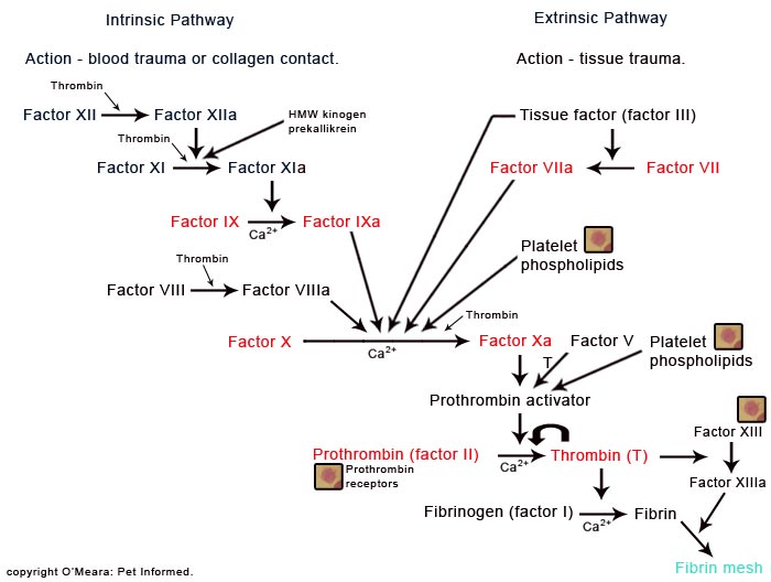 This is a diagrammatical image of the blood clotting cascade, the part of the blood clotting mechanism that gets disrupted by rodenticide toxicity.