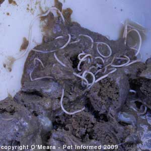Fecal float parasite pictures - Adult roundworms in a dog's faeces.