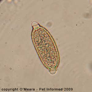 Fecal float parasite pictures - a faecal float exam on a bird showing Capillaria eggs.