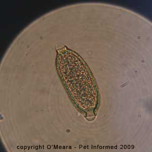 Fecal float parasite pictures - a fecal float test on a bird showing Capillaria eggs.