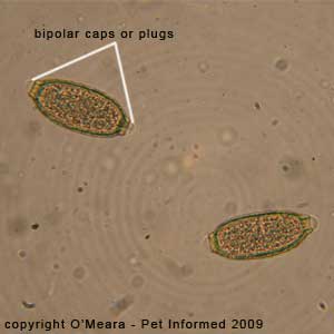 Fecal float parasite pictures - a fecal float exam on a bird showing Capillaria eggs.