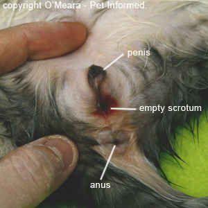 A kitten's scrotum immediately after an early age cat desexing surgery procedure.
