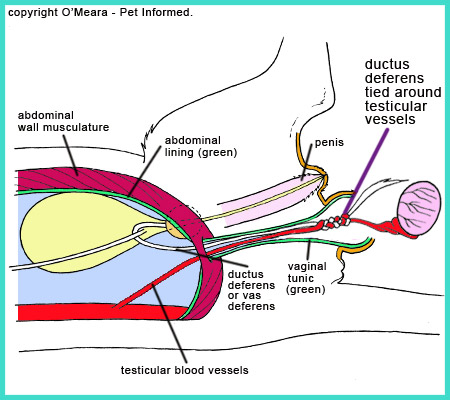 The blood vessels are tied closed by knotting the blood vessels around the spermatic duct. This allows the testicle to be removed without bleeding.
