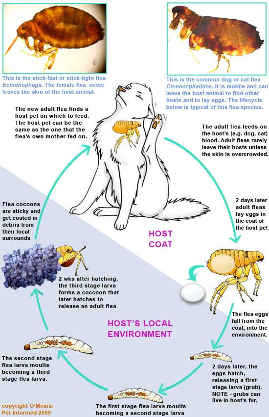 This is the fleas life cycle diagram of Ctenocephalides. This flea life cycle drawing would also apply to range of other flea types.