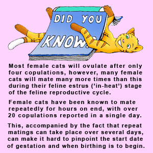 Detailed information on feline copulation and ovulation as it affects the cat gestation period.