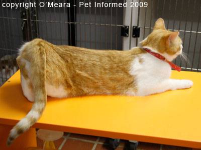 Female Cat in Heat - signs, symptoms 