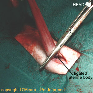 Spaying procedure pic - The ligated feline uterine body.