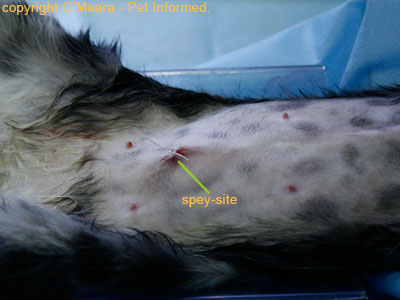 This is a female cat after being desexed. She has a small stitch in her belly wall.