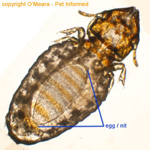 Lice pictures - This feline louse pictured is an adult female and she has an egg inside of her, waiting to be laid.