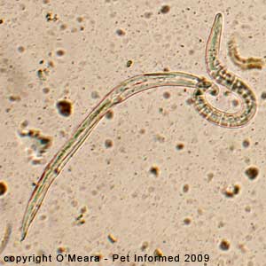 Fecal float parasite pictures - salty fecal flotation solutions distort the shapes of larval worms.