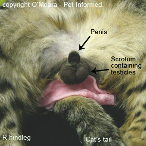 Male kitten sexing - The scrotum (the bit resting upon the pink surgical swabs) is well-developed and very obvious with two individual bumps inside it: the two testicles.
