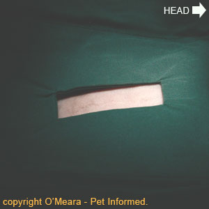 Cat spay procedure image - A drape is placed around the surgical cat spay site just prior to the first incision being made.