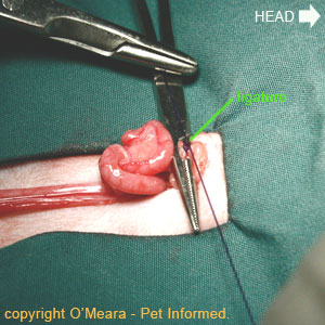 Feline spay image - the second ovarian pedicle in the process of being ligated (tied off).
