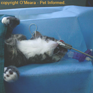 The feline is anesthetized prior to cat spaying surgery.