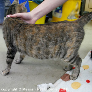 Cat pregnancy signs - a pregnant cat with a swollen, distended pregnant belly.
