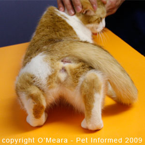 Female cats in heat hold their tails to one side to encourage mounting and mating by the male cat.