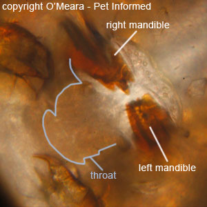 Lice pictures - This is a close-up microscope pic of the mouth-parts of a biting louse.