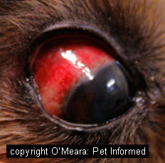 A dog with severe bruising of the sclera possibly due to rodent poison ingestion.