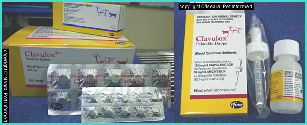 Clavulox (amoxycillin - clavulanic acid) is useful against colonic bacteria.