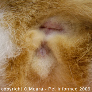 The female cat in heat might produce a watery, clear vulval discharge. The female cat in heat might produce a watery, clear vulval discharge.