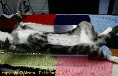 This is an image of a female kitten being clipped prior to cat spaying surgery. The clipped belly would be the same in a female dog being shaved before a dog spaying procedure.