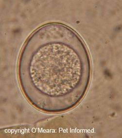 giardia and coccidia contagious