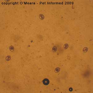 Fecal float parasite pictures - a fecal float on a puppy showing coccidia oocysts.