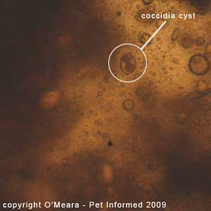 Fecal float parasite pictures - a cat coccidia oocyst.