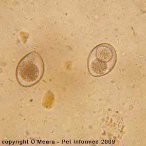 Fecal float parasite pictures - coccidiosis in dogs.