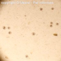 Lots of coccidia seen in a kitten fecal float (the 10 little football-shaped objects). This kitten had severe watery diarrhoea and obvious signs of coccidiosis.
