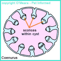 The coenurus form of tapeworm larval cyst.