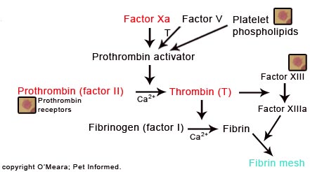 The common pathway of the blood clotting cascade. This path also becomes disrupted by rodenticide poisoning.