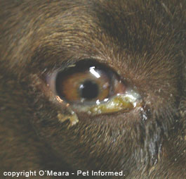 Eye secretions from a dog with distemper can be infectious to other animals.