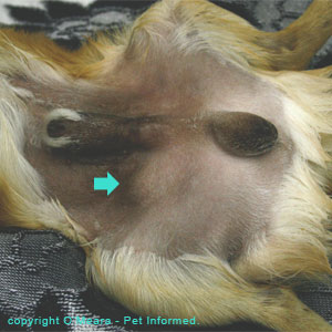 This is an image of a unilaterally cryptorchid dog with one testicle undescended.