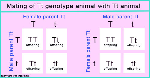 Square diagram showing the inheritance genetics of retained testicles in canine puppies and feline kittens (dogs and cats).