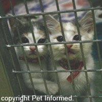 We kittens can be spayed at 8-12 weeks. Then we will be ready to find homes!