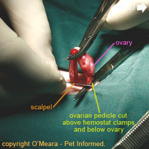 Cat spay image - A scalpel blade is used to cut through the ovarian pedicle (ovarian artery and vein) supplying the ovary.