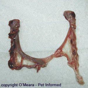 This is a dog uterus removed at dog spaying surgery - it has one normal uterine horn (left) and one non-developed uterine horn (right). The undeveloped horn is barely more than a band of scar tissue.