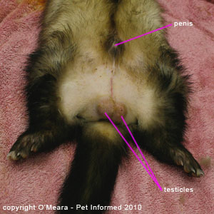 Ferret sexing pictures - a male ferret.