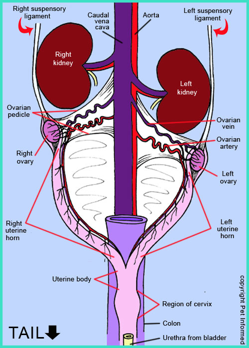 Diagram of the reproductive organs (anatomy) of the female dog. Knowledge of this anatomy is needed for dog spaying surgery.