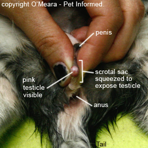 The kitten testicle is revealed, ready for castration removal, by squeezing the scrotum.