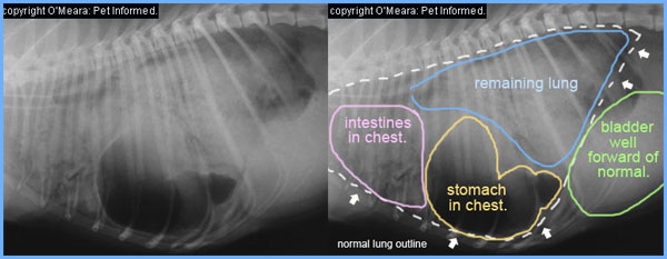 Kennel Cough Infection in Dogs.