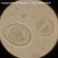 The coccidian on the left is Isospora felis, a known coccidial pathogen of the cat intestine. The one on the right is not - it could be a non-pathogenic cat coccidian such as Hammondia, or a fecally-ingested, non-cat coccidian oocyst from another animal species just passing through.