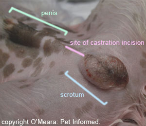 An incision is made into the skin just ahead of the animal's scrotal sac on the midline of the animal. This incision line is indicated in pink.